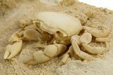 Fossil Crab (Potamon) Preserved in Travertine - Turkey #334789-2